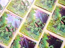 bulbasaur card
